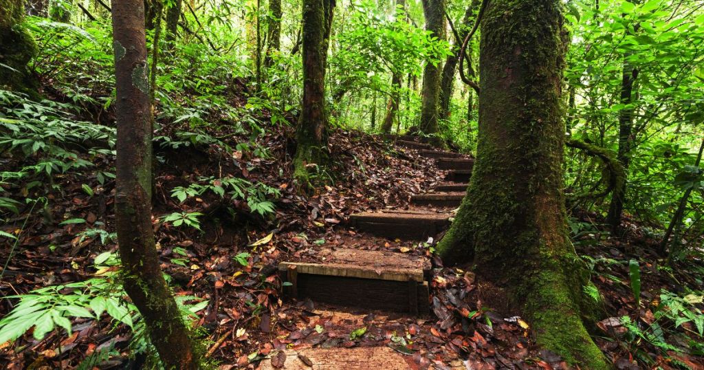 トレッキングコース